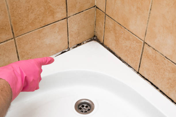 Best Post-Flood Mold Remediation in Grayson Vley, AL